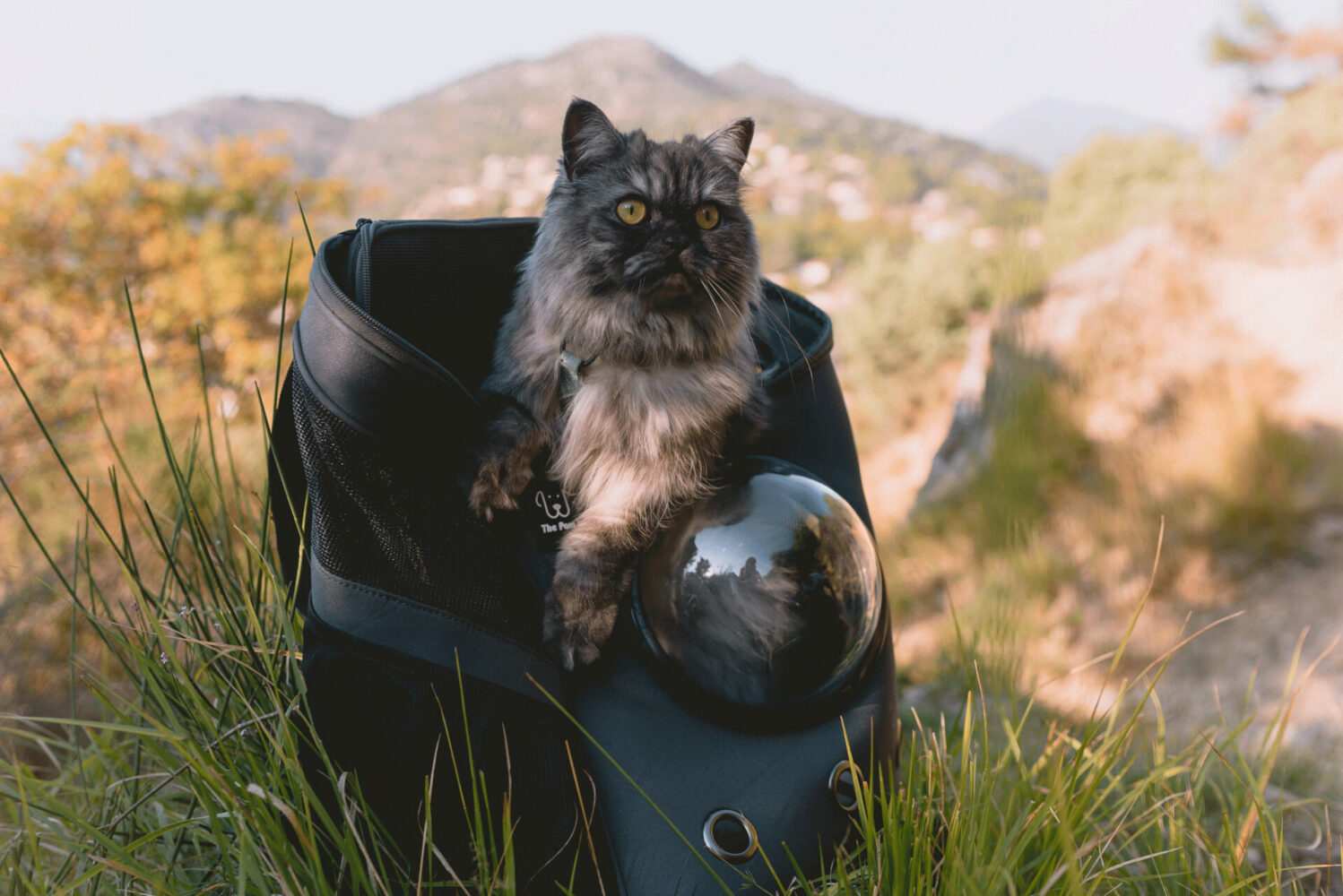 Sac à dos de randonnée pour chat