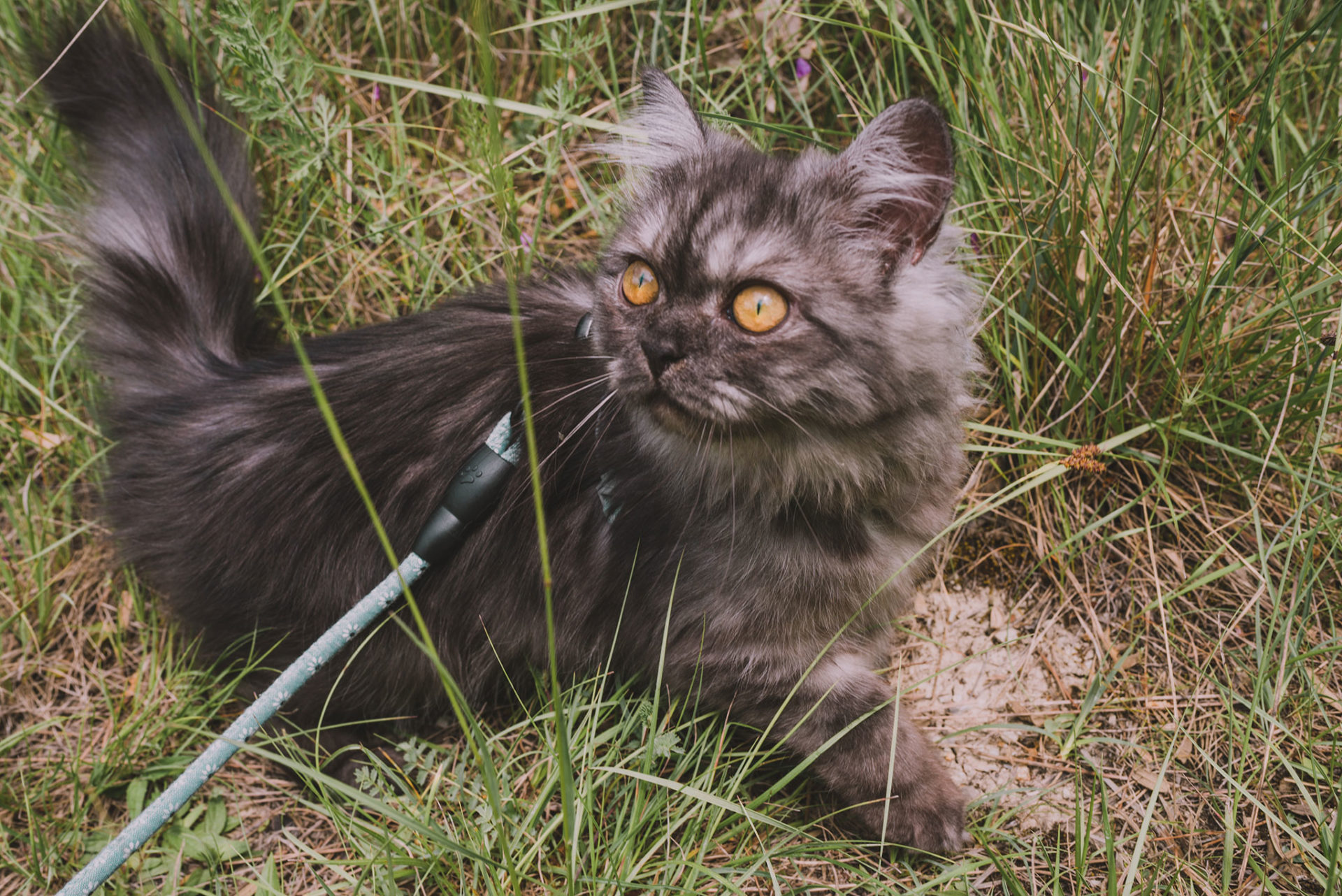 Adopter d'un chat, une responsabilité