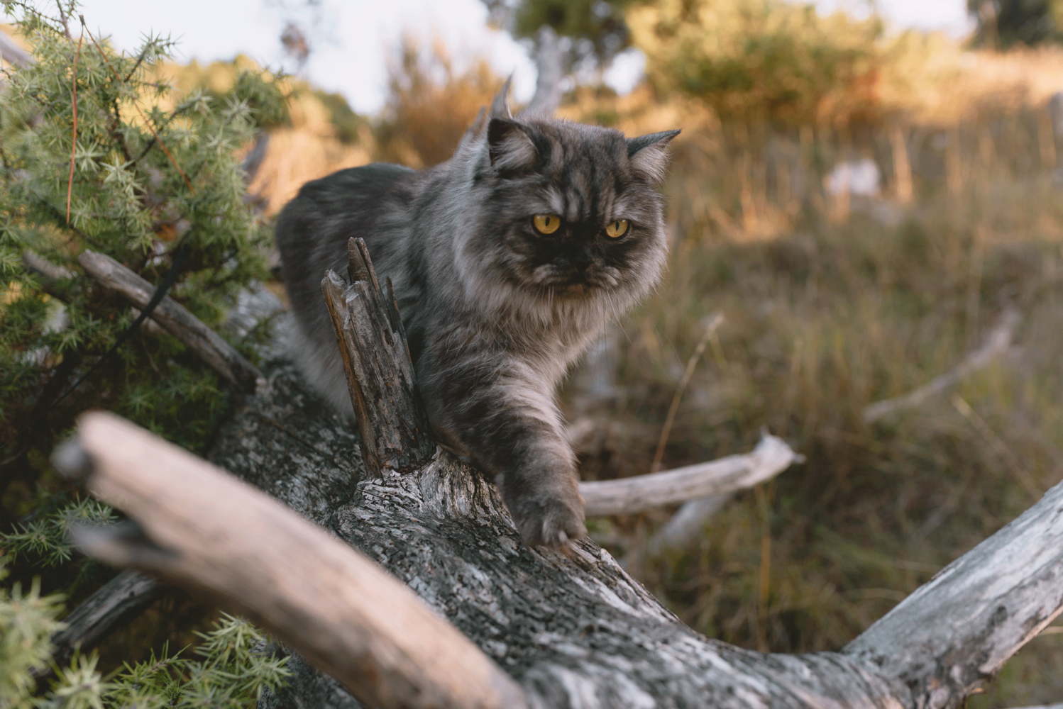 Conseils randonner avec chat