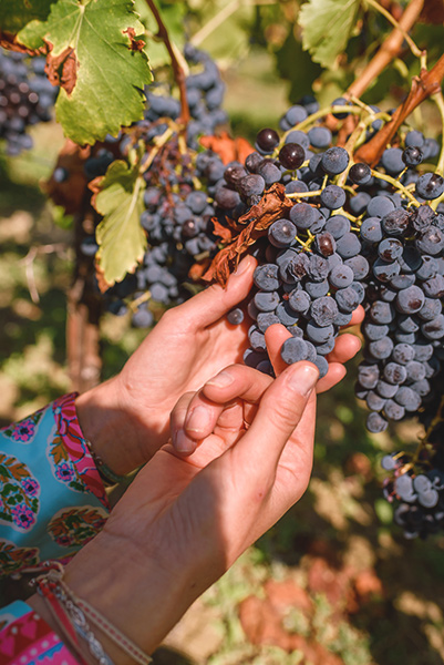 Vignes du Vaucluse