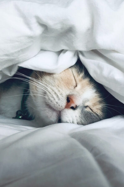 Bien dormir dans l'avion