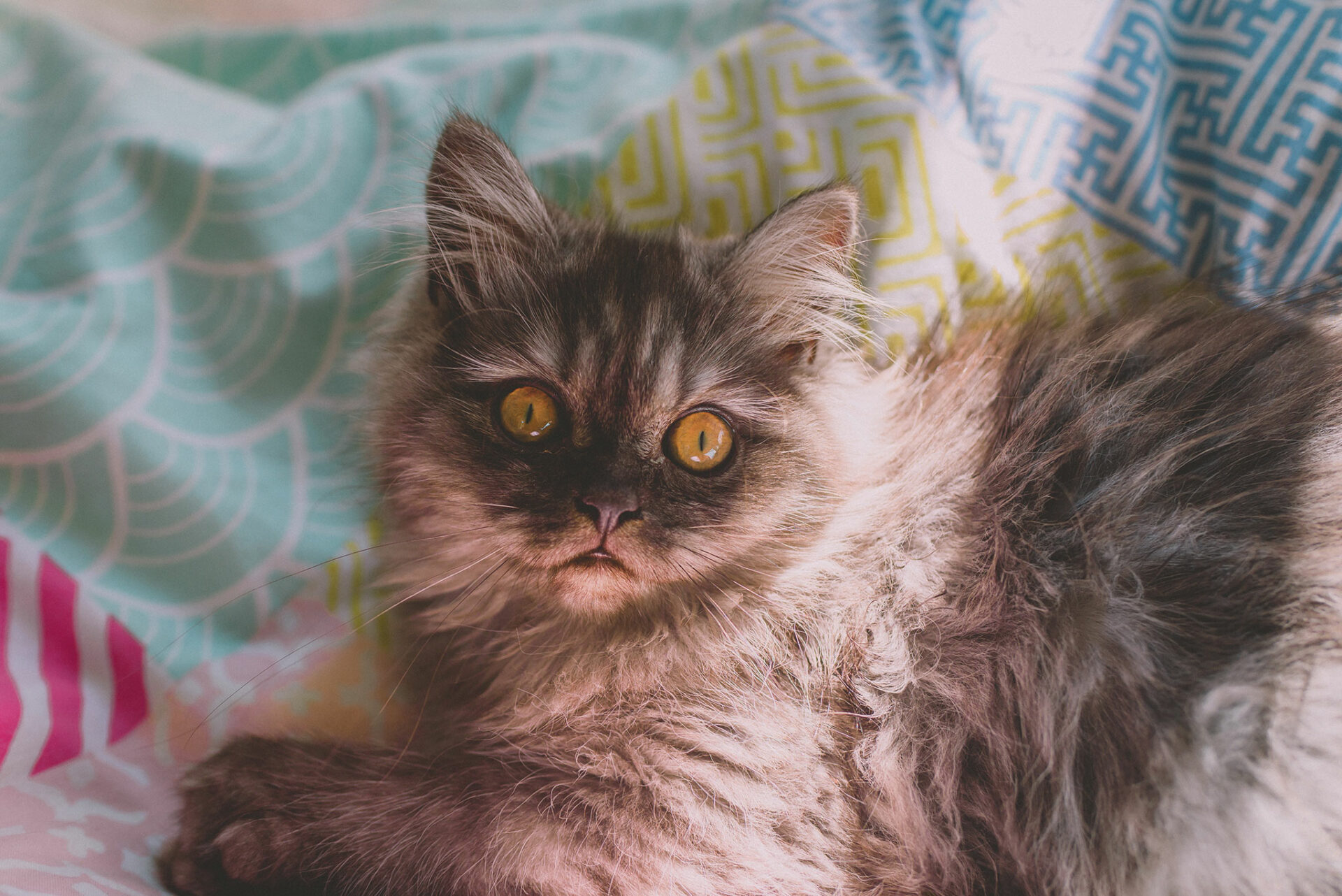 Contraintes voyager avec son chat
