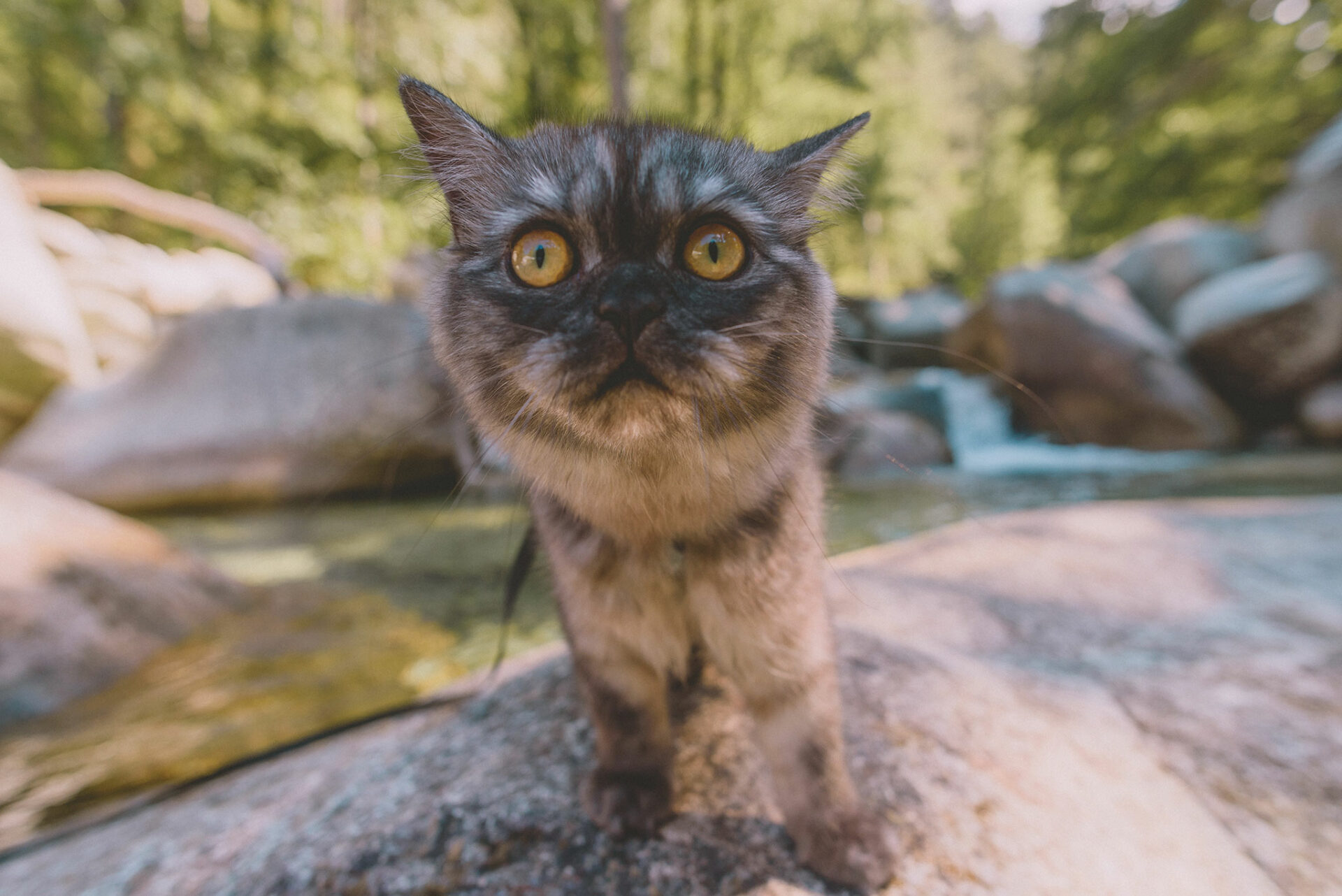 Chat qui voyage