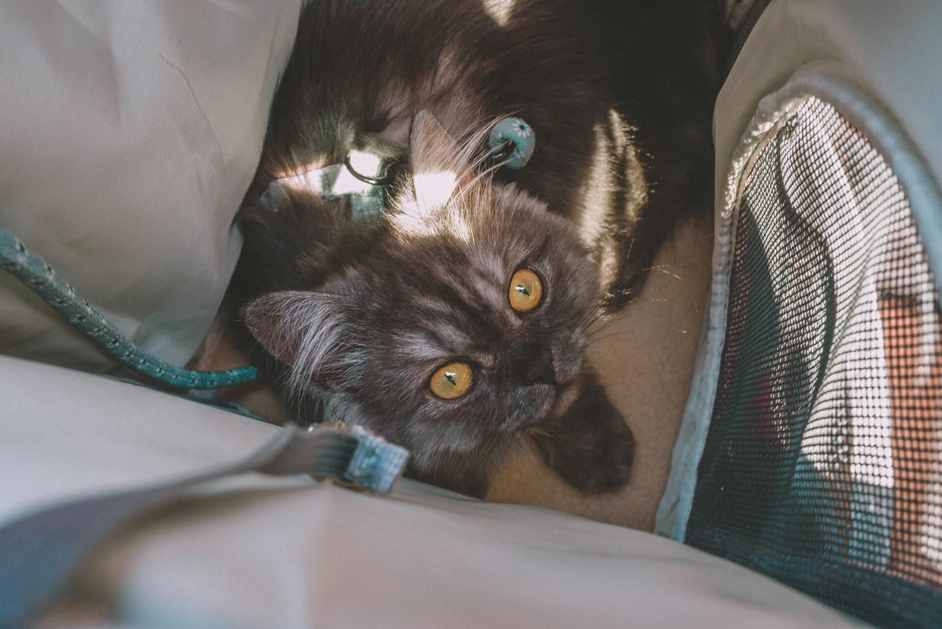 Transporter son chat
