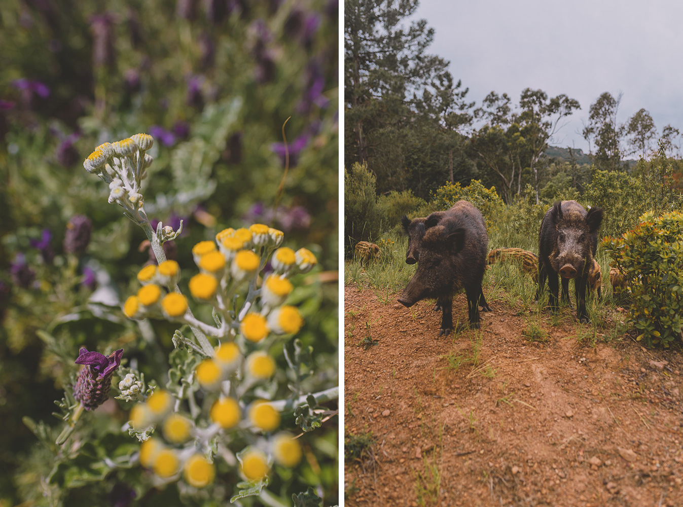faune et flore du massif de l'Esterel