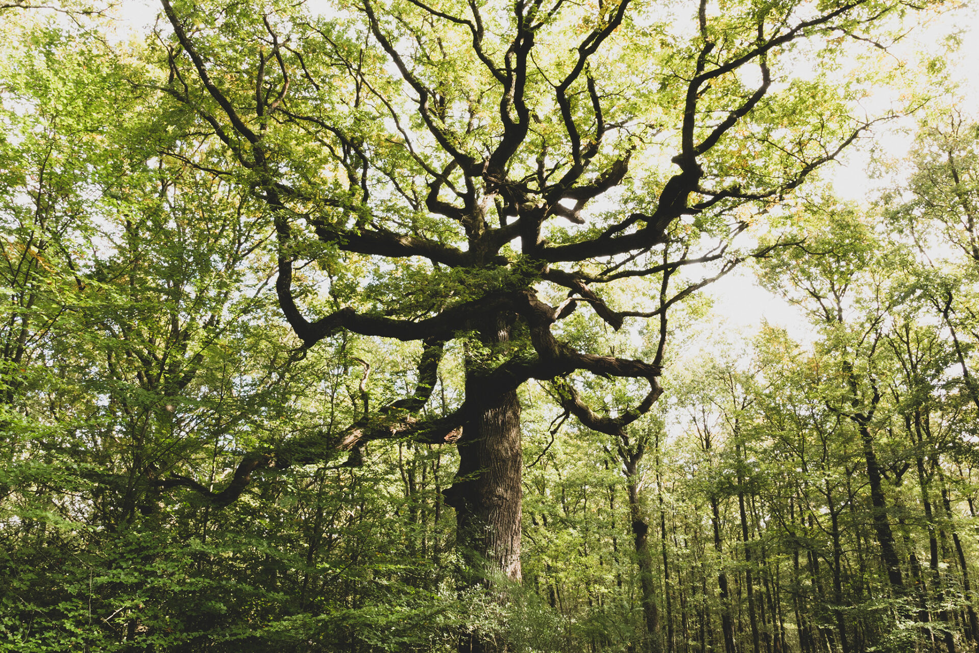 Forêt de Brocéliande autour de Rennes