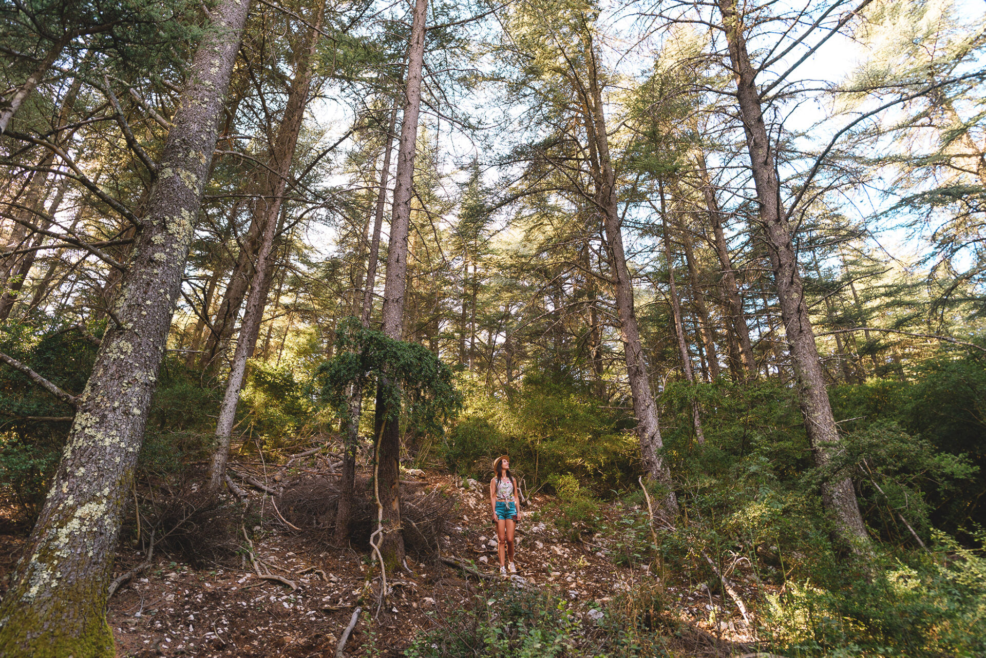 La forêt des cèdres du Luberon