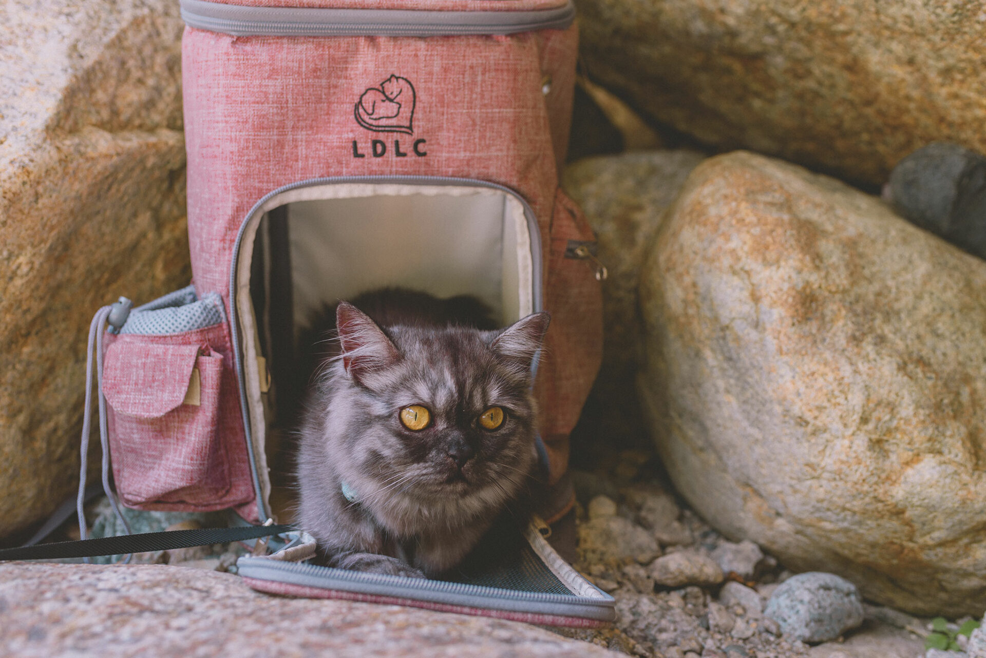 Conseils pour voyager avec son chat