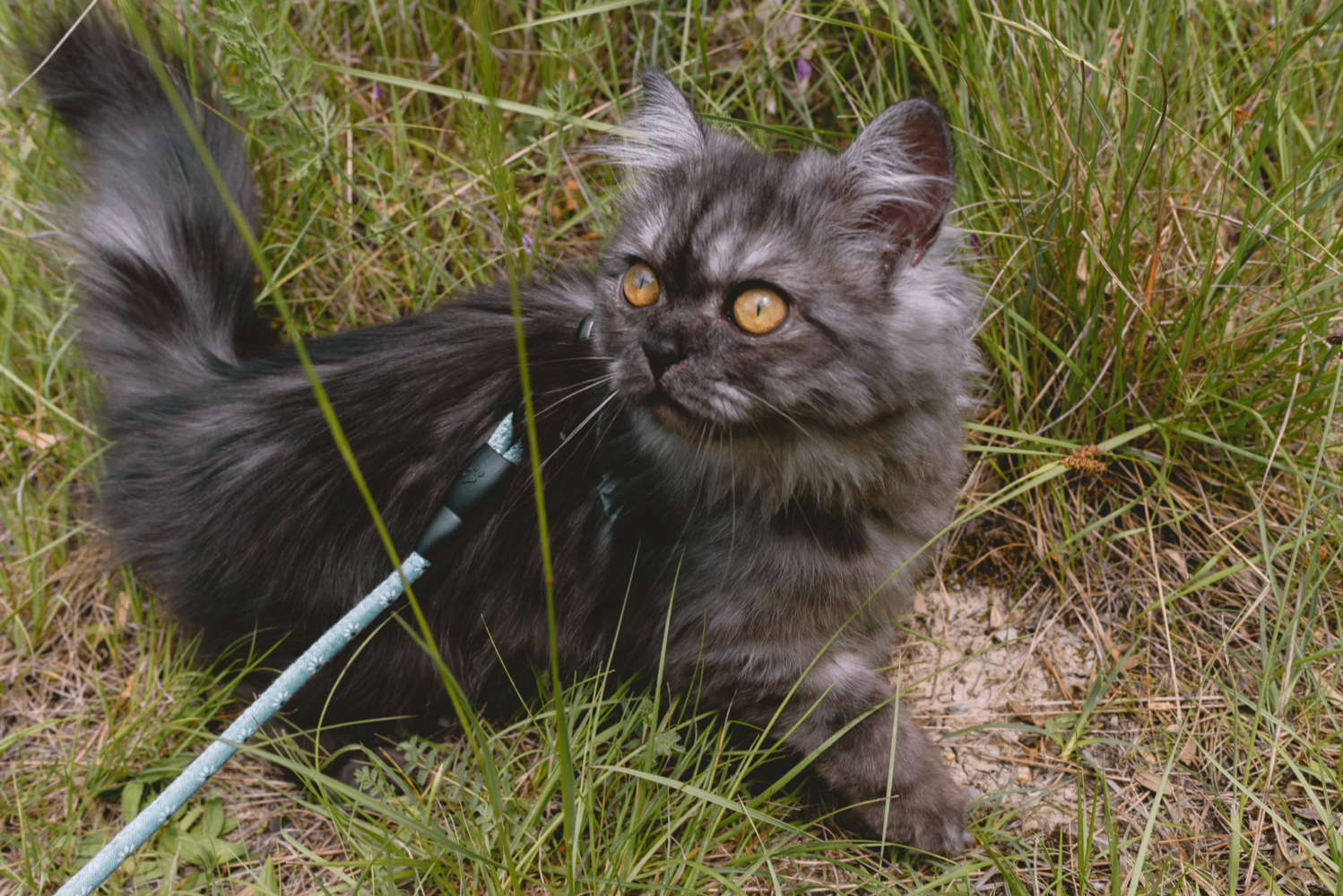 Habituer chat au harnais et la laisse