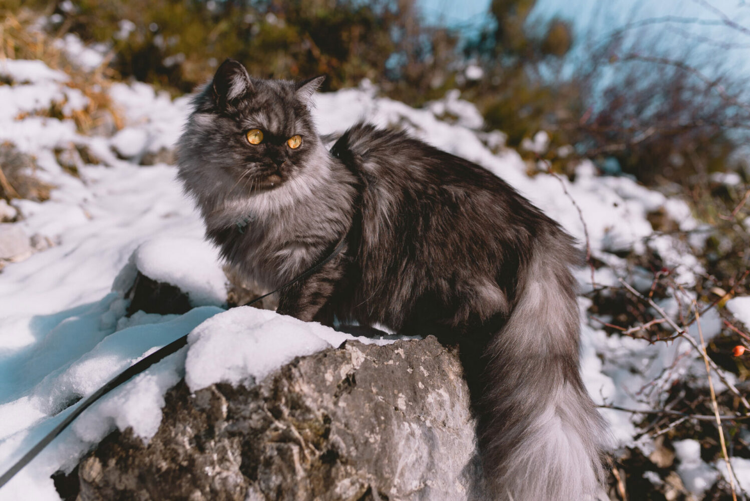 Chat rando dans la neige