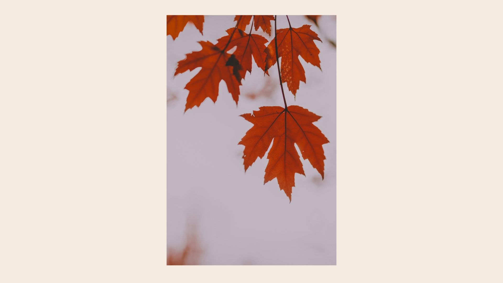 Automne au Canada pour voir les feuilles d'érable