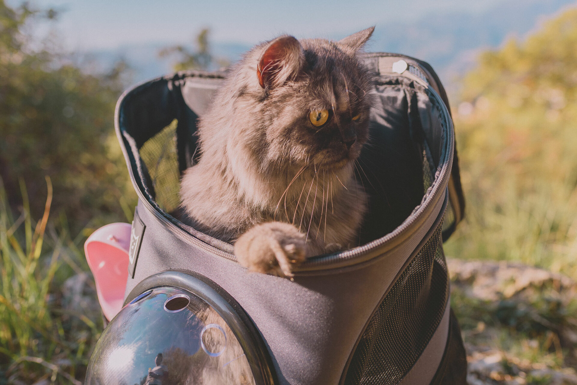 habituer son chat au transport