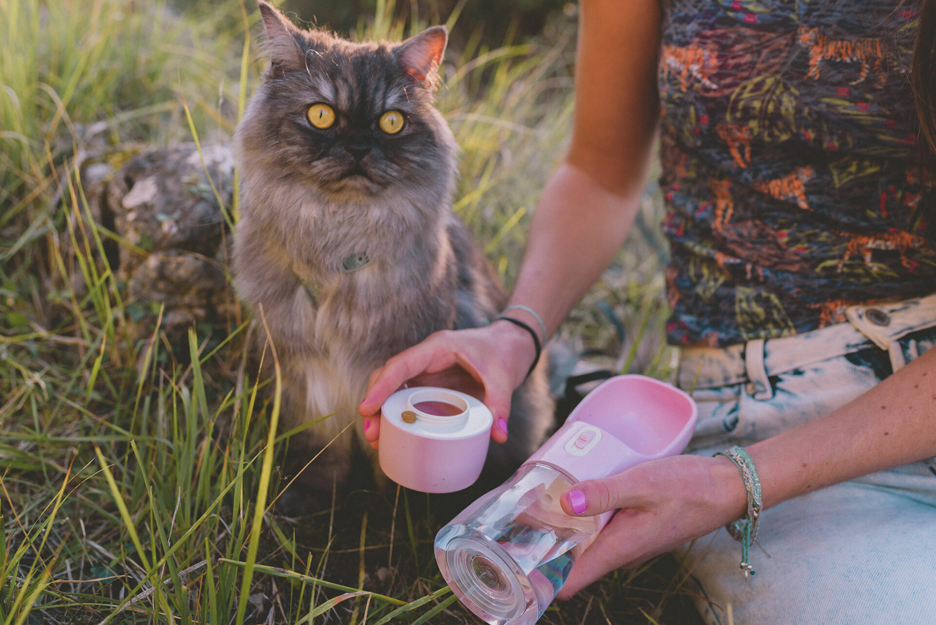 Bien-être du chat en voyage